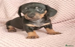 Miniature Dachshund dogs for sale: Beautiful miniature dachshund  - Image 4