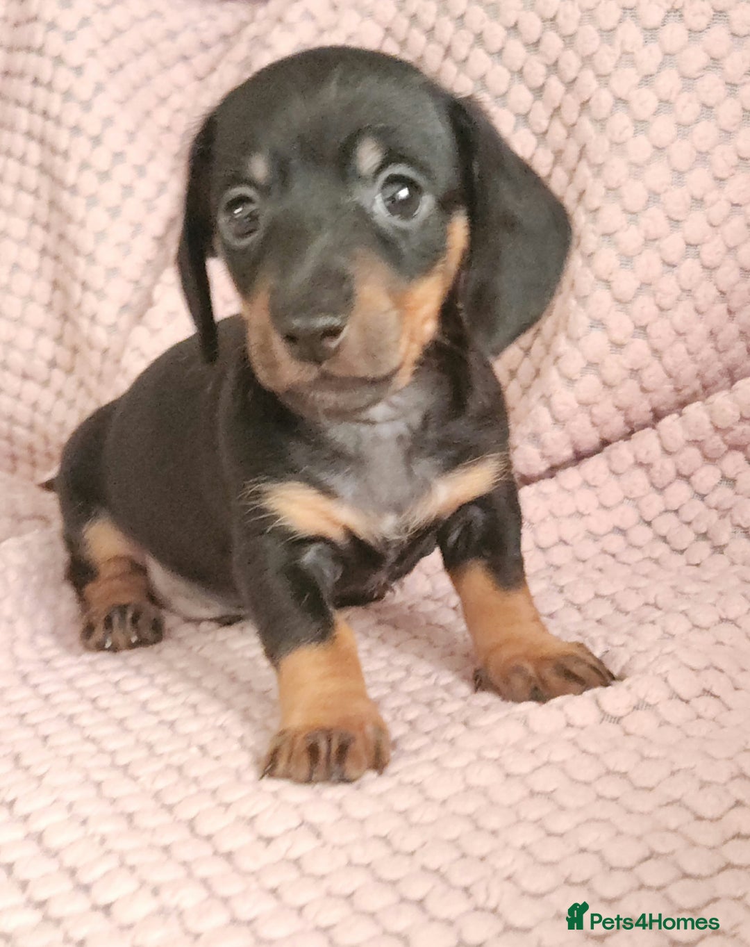 Miniature Dachshund dogs for sale: Beautiful miniature dachshund  - Image 4