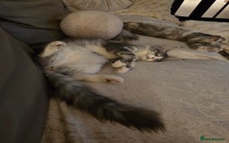 Maine Coon cats for sale: Stunning quality tica registered Mainecoon  - Image 28