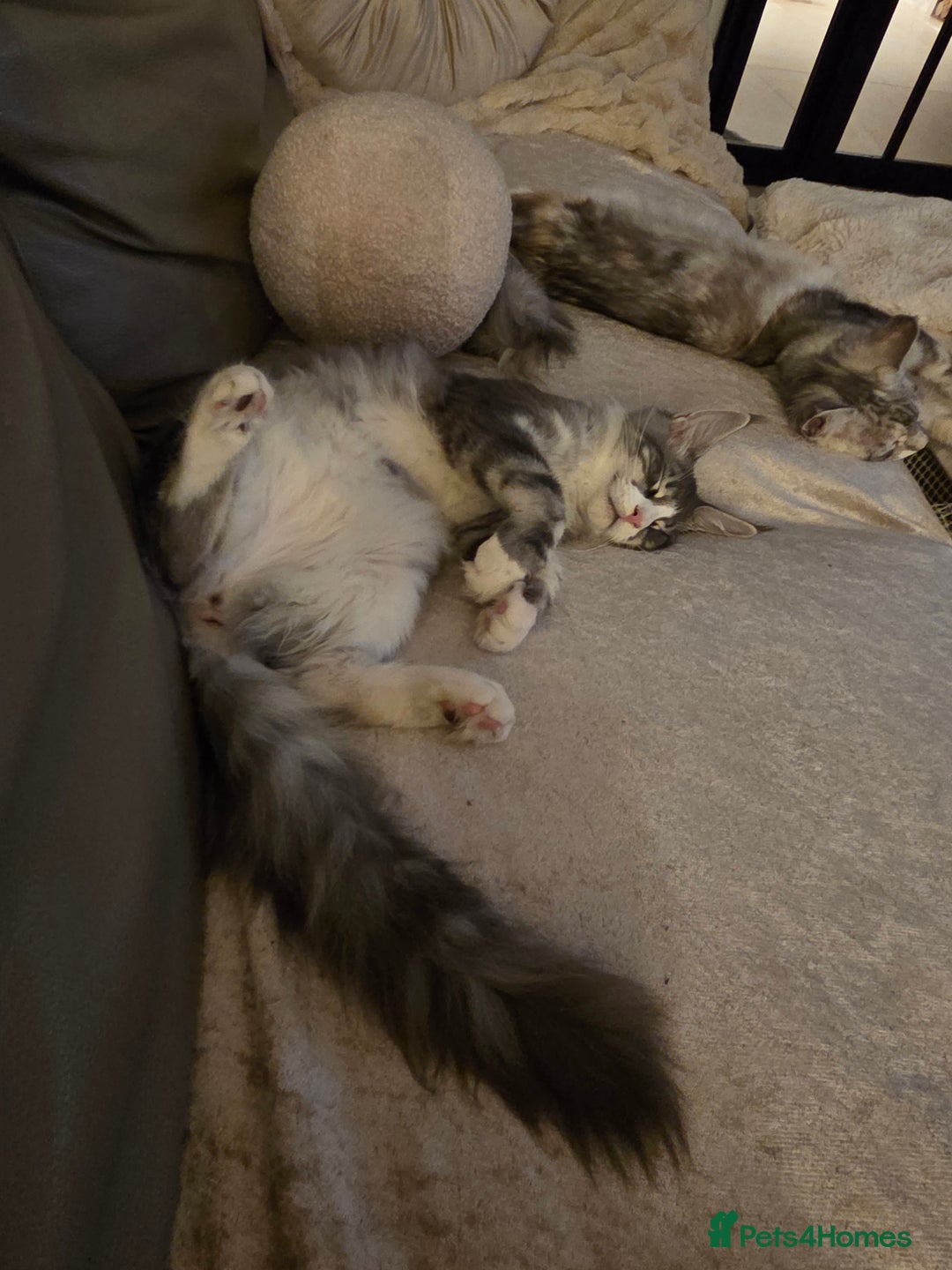 Maine Coon cats for sale: Stunning quality tica registered Mainecoon  - Image 28