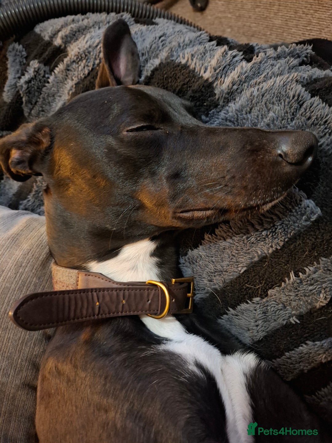 Lurcher dogs for stud: Adorable lurcher for stud - Image 8