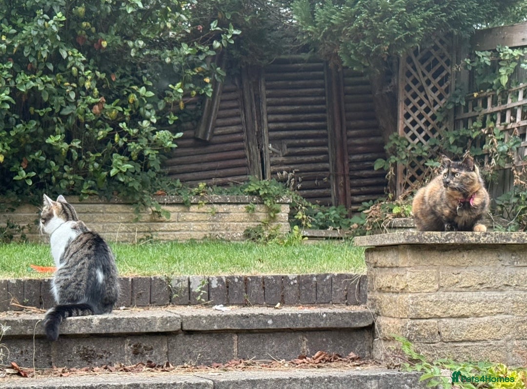 Domestic Shorthair cats for sale: Two loving cats for sale - Advert 4