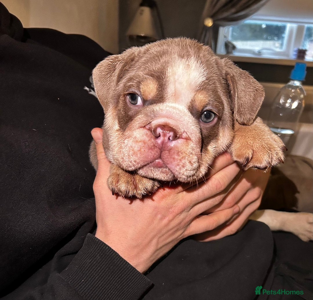 English Bulldog dogs for sale: English bulldogs - Advert 12