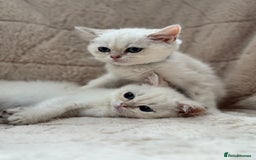 British Shorthair cats for sale: Champion sired Golden Colourpoint Kittens  - Image 17