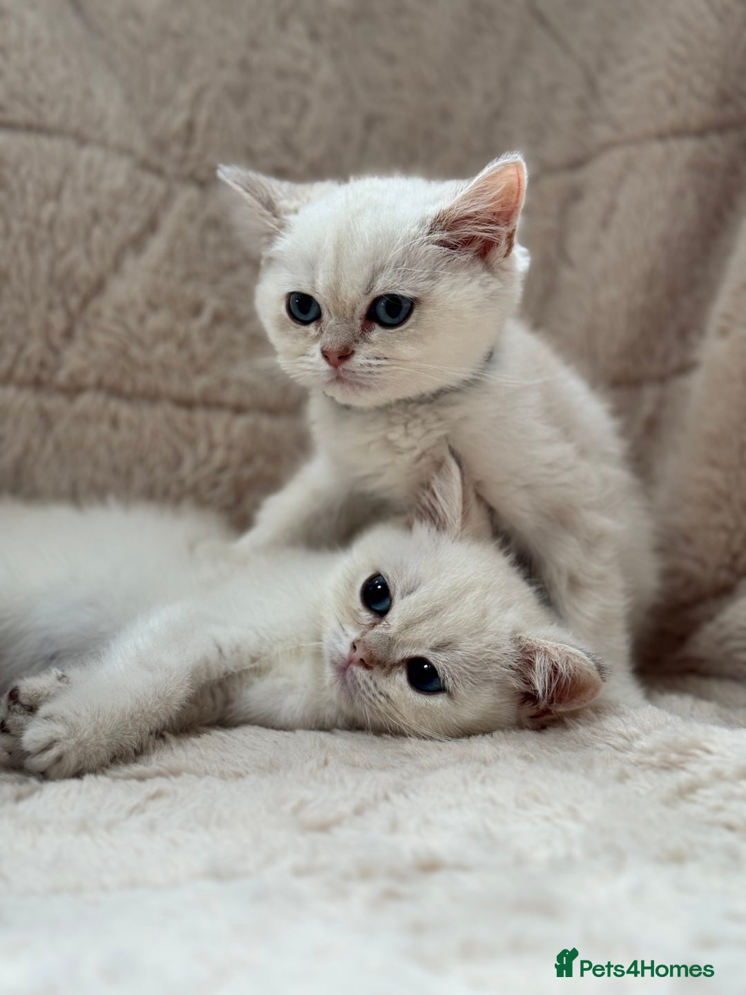 British Shorthair cats for sale: Champion sired Golden Colourpoint Kittens  - Image 17