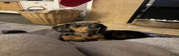 Miniature Dachshund dogs for sale: 10 Month old dapple for sale - Advert 6