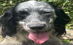 English Setter dogs for adoption: Cookie - Image 12