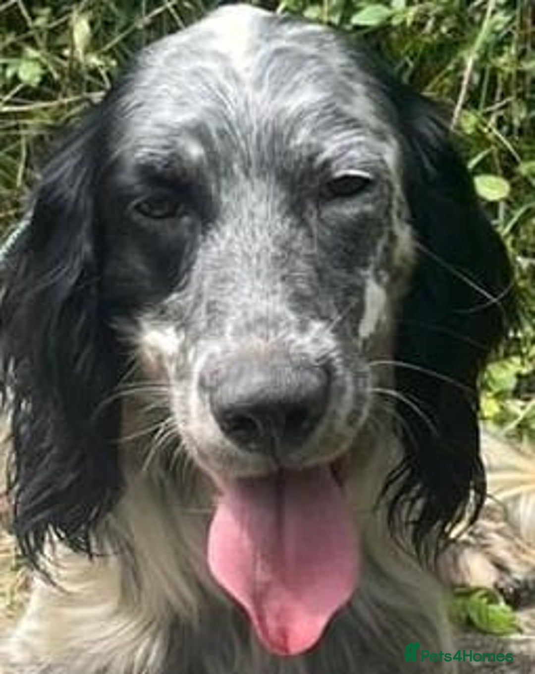 English Setter dogs for adoption: Cookie - Image 12
