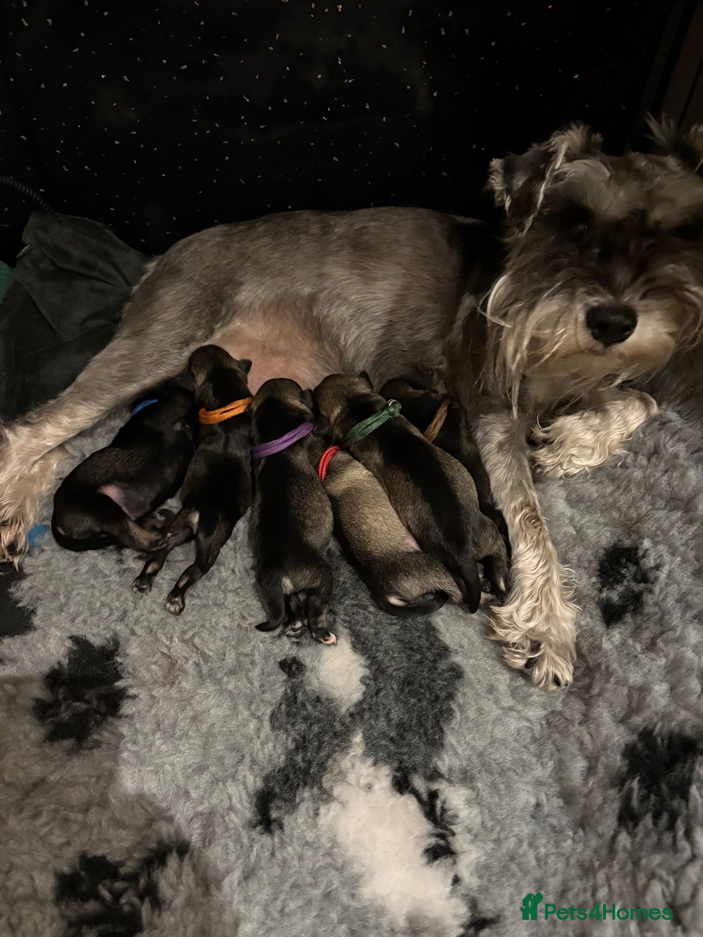 Miniature Schnauzer dogs for sale: Cuteness overload!! 😍  - Advert 9