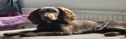 Cocker Spaniel dogs for stud: Working Cocker Spaniel Stud Brown in London - Advert 6