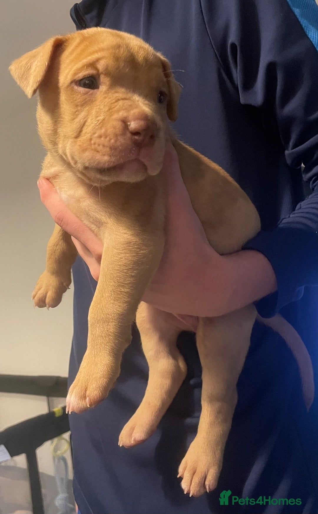 Mixed Breed dogs for sale: American bull staffy cross cross presa canario - Image 5