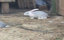 Flemish rabbits for sale: Pure flemish  - Image 1