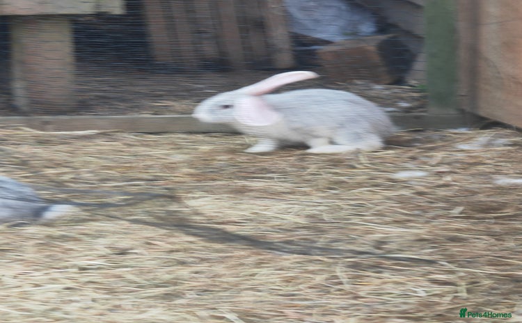 Flemish rabbits - Advert 6