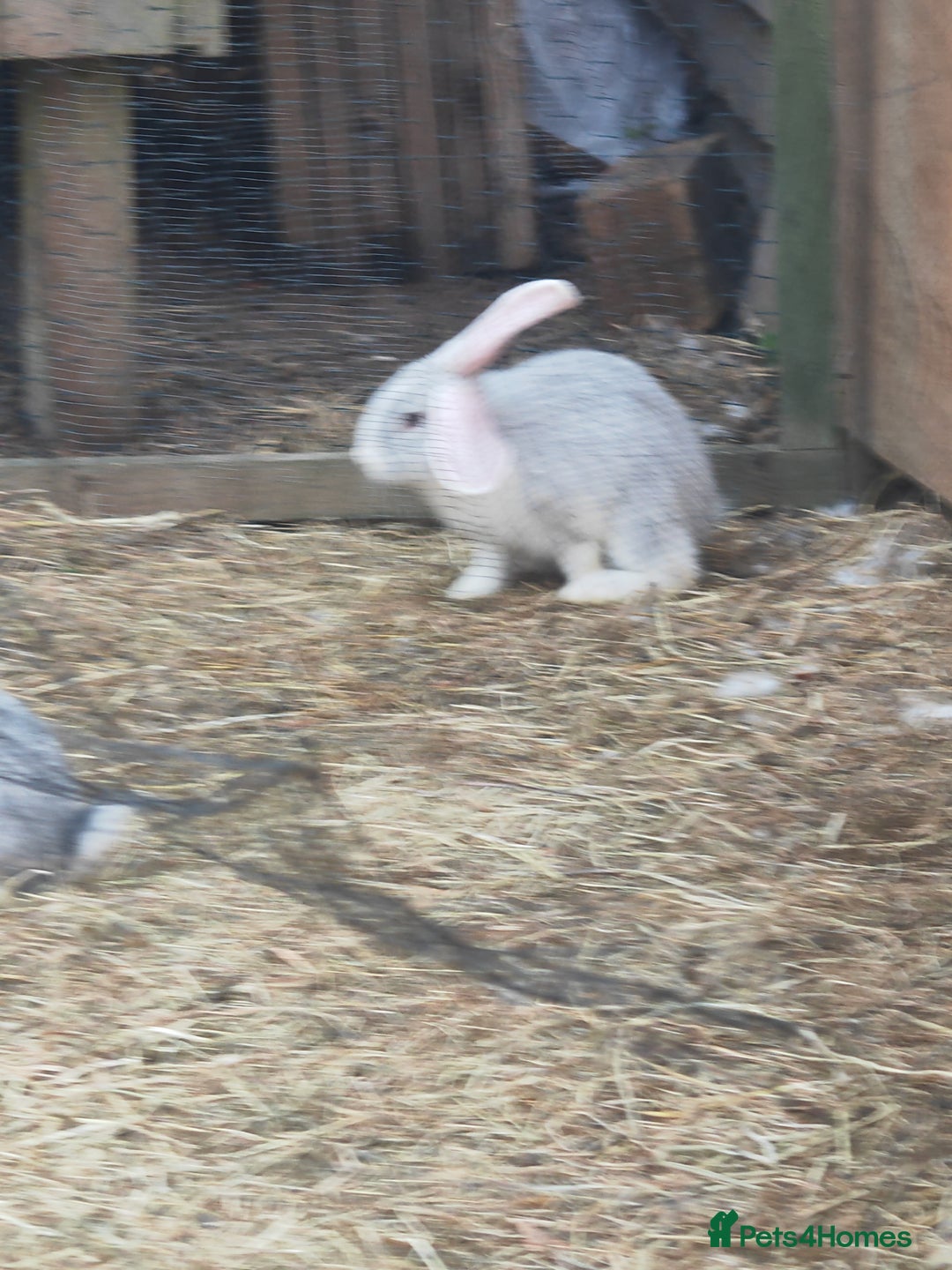 Flemish rabbits for sale: Pure flemish  - Image 1