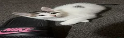 Mixed Breed cats for sale:  Beautiful kittens looking for loving homes  - Advert 20