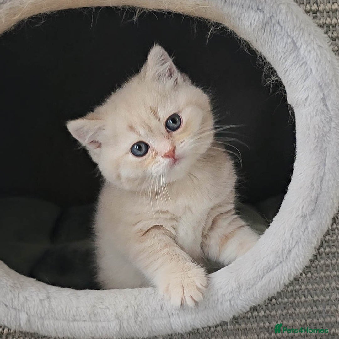Scottish Fold cats for sale: Adorable Kittens Ready For New Home - Image 21