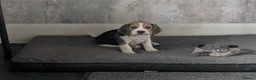 Beagle dogs for sale: Meet Chester  - Advert 1