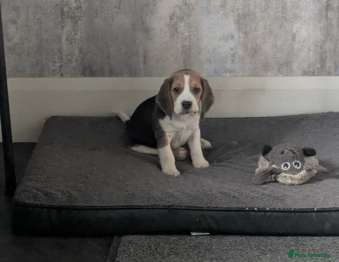 Beagle dogs for sale: Meet Chester  - Advert 1