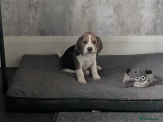 Beagle dogs Meet Chester - Advert 1