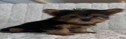 Yorkshire Terrier dogs for sale: Four Little Treasures with Hearts Full of Love - Advert 4