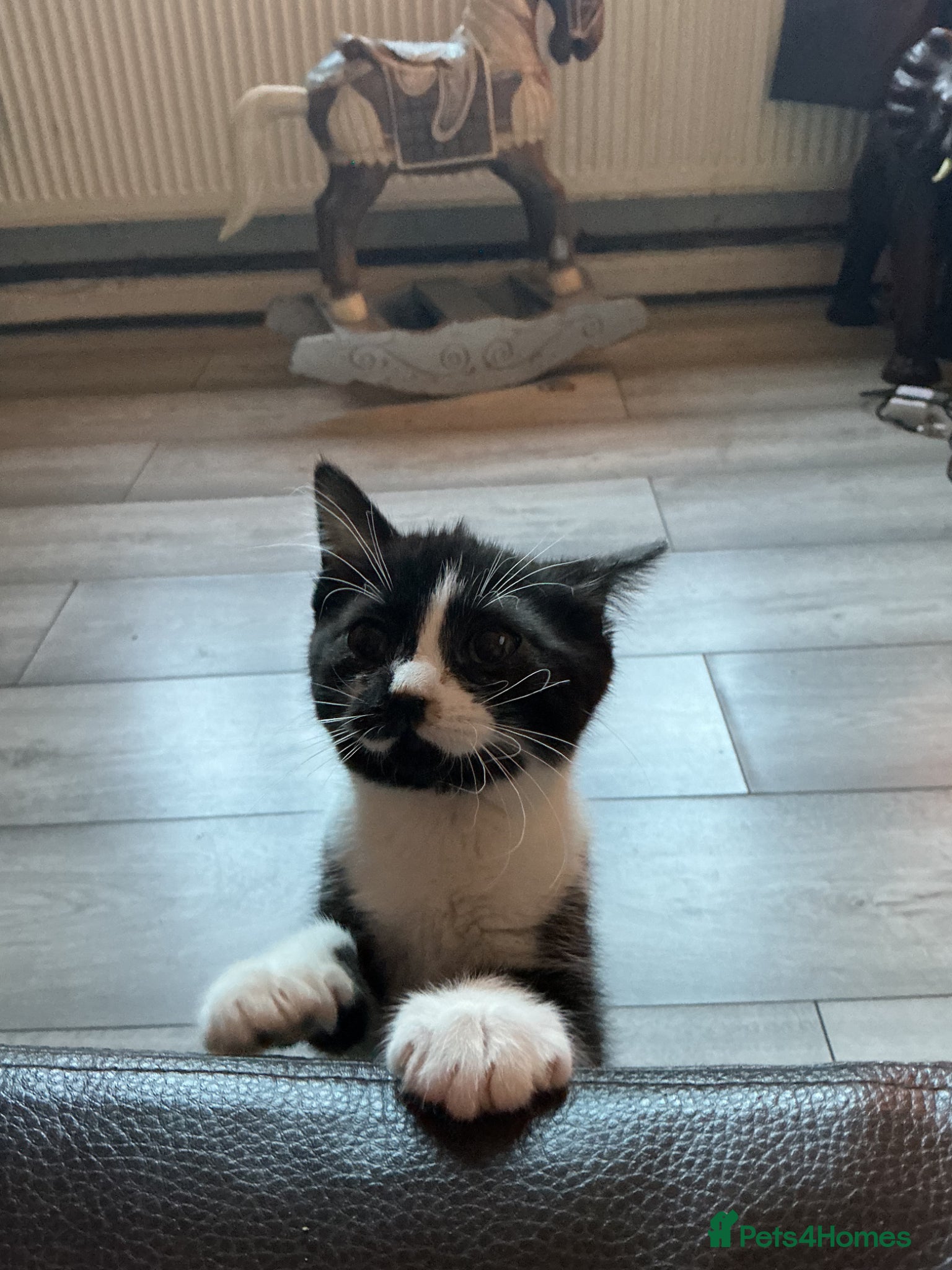 Mixed Breed cats British shorthair x - Advert 3