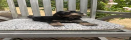Cockapoo dogs for sale: Beautiful Litter of F1 Cockapoo Puppies - Advert 18