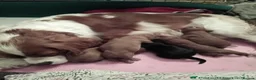 Cavalier King Charles Spaniel dogs for stud: GREEN DOPPLER, KC Cavalier STUD. Health Tested - Advert 10