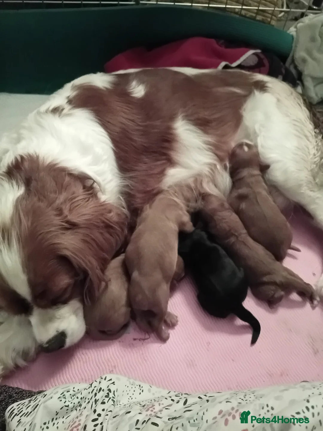 Cavalier King Charles Spaniel dogs for stud: GREEN DOPPLER, KC Cavalier STUD. Health Tested - Advert 10