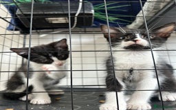 British Shorthair cats for sale: 2 boys 2 girls - Image 6