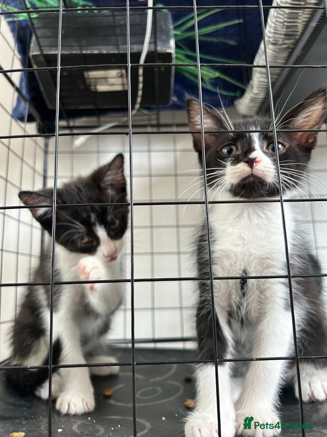 British Shorthair cats for sale: 2 boys 2 girls - Image 6