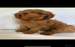Labradoodle dogs for sale: LICENSED BREEDER F2b mini labradoodles - Image 25