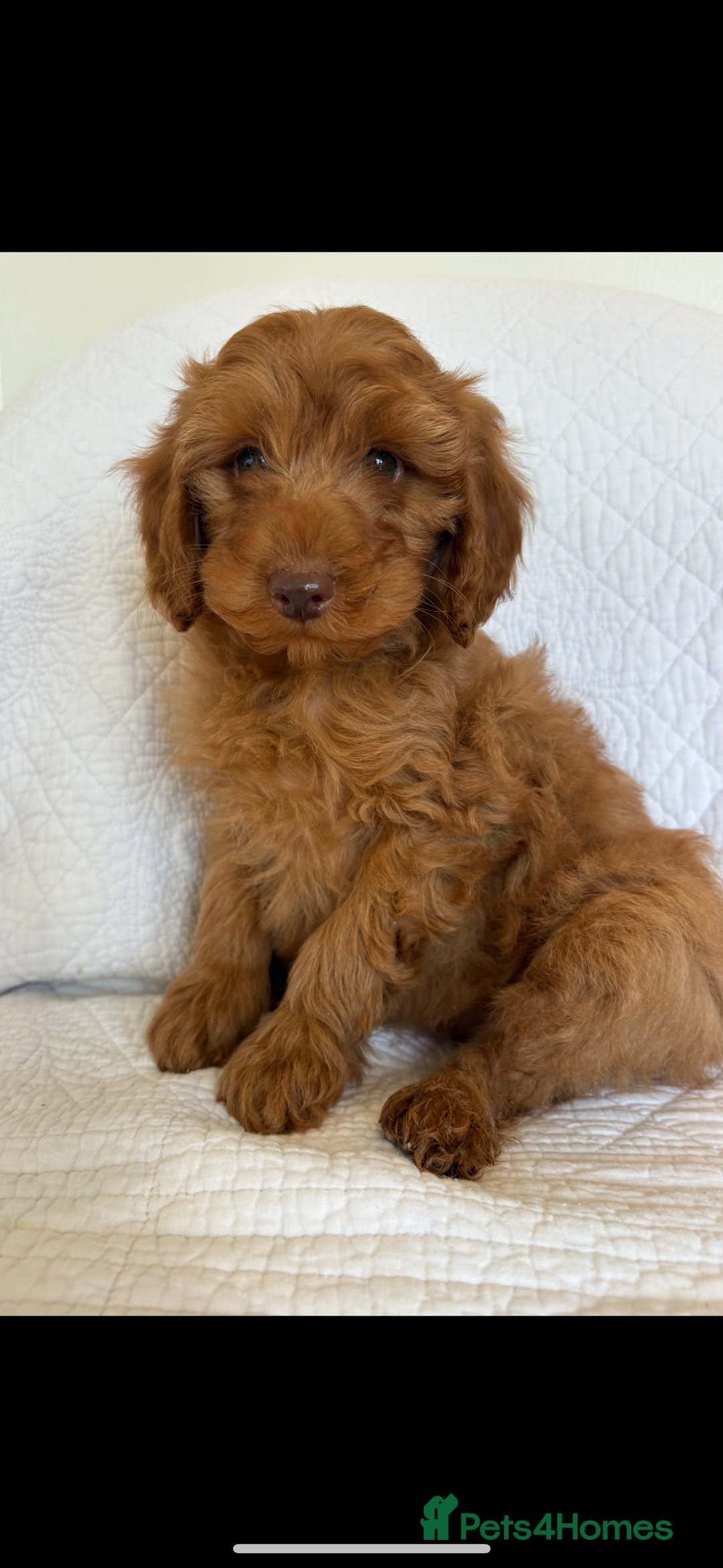 Labradoodle dogs for sale: LICENSED BREEDER F2b mini labradoodles - Image 25