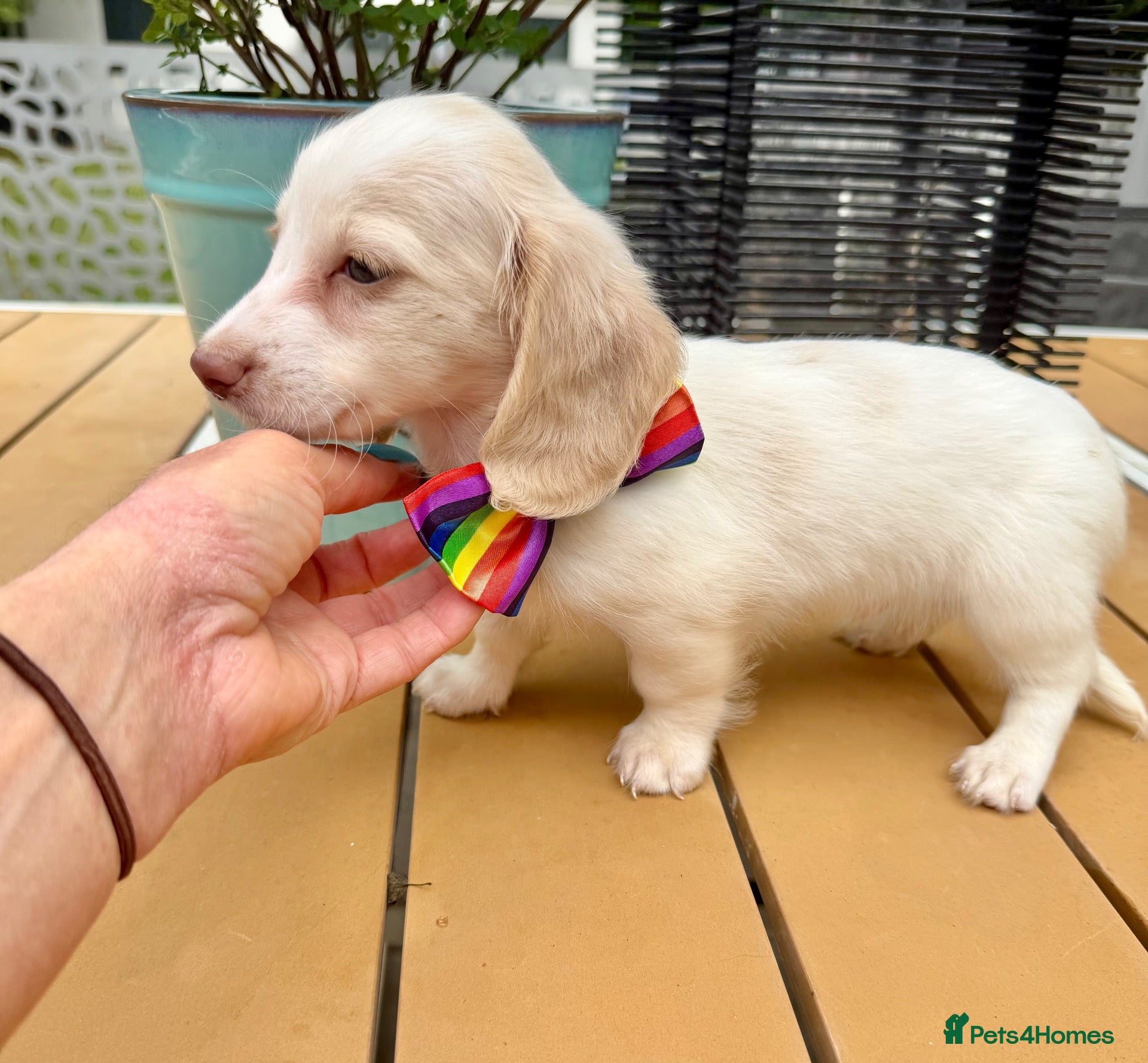 Miniature Dachshund dogs Cream Piebald Longhair Boy  - Advert 13