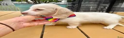 Miniature Dachshund dogs for sale: Piebald & Cream Longhairs  - Advert 4