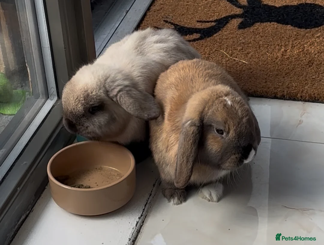 Mini Lop rabbits for sale: 2 beautiful bunny for FREE looking for new home  in London - Advert 8
