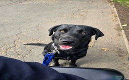 Labrador Retriever dogs for sale: Part trained labrador assistance dog - Advert 5