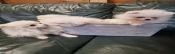 Pomeranian dogs for sale: Beautiful snow white Pomeranian puppy's  in Warrington - Advert 5