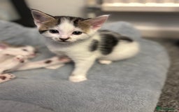 Mixed Breed cats for sale: Beautiful kittens ready for 5/11/28 - Image 2