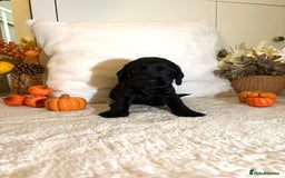 Cocker Spaniel dogs for sale: Cocker spaniel puppy - Image 3