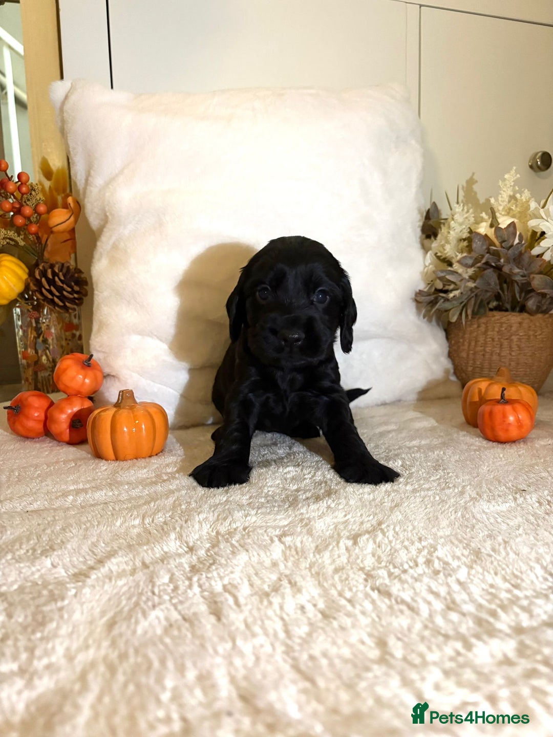 Cocker Spaniel dogs for sale: Cocker spaniel puppy - Image 3