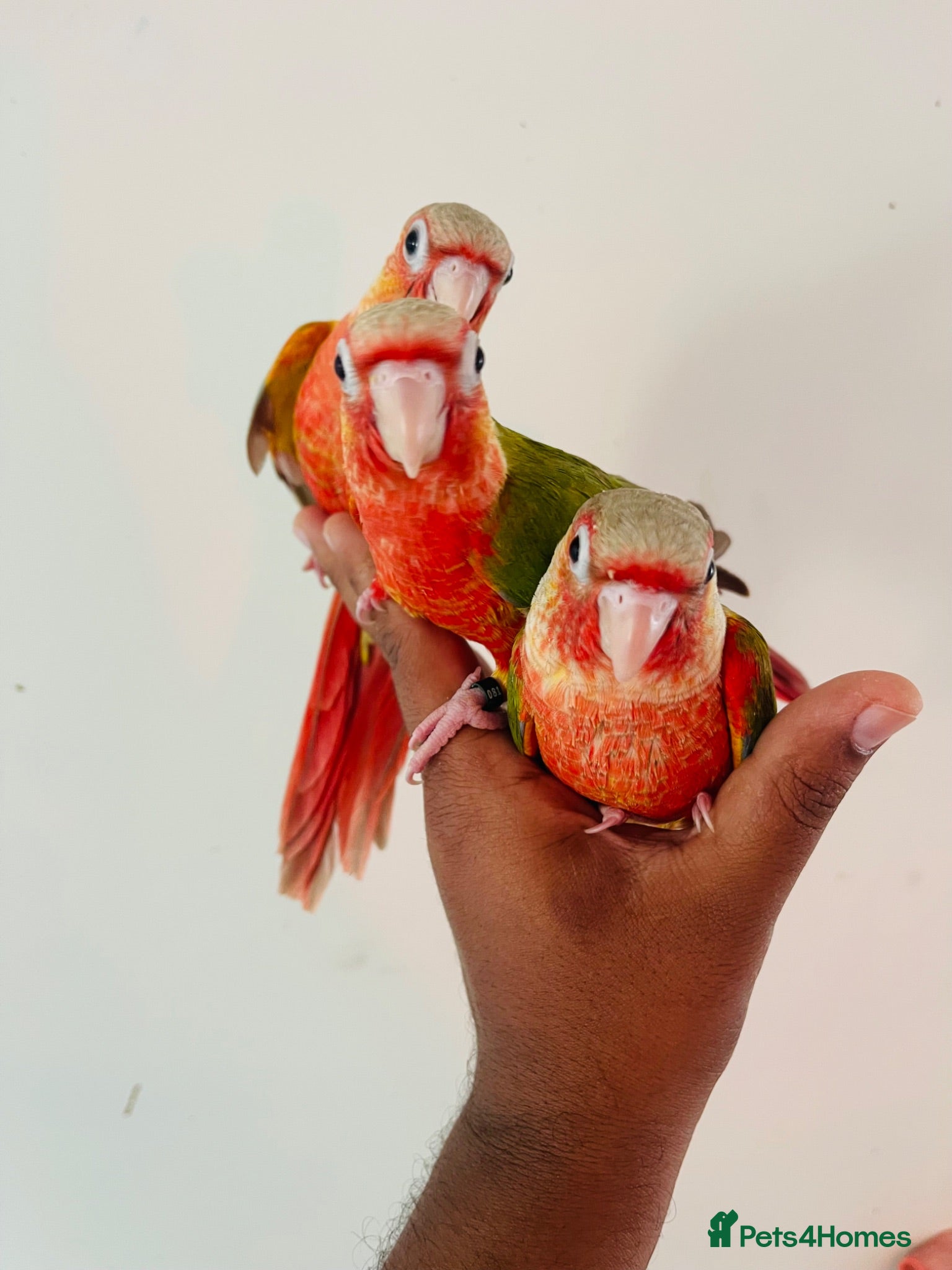 Conures birds Hand reared conures for sale  - Advert 2