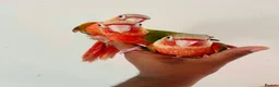 Conures birds for sale: Hand reared conures for sale  - Advert 2
