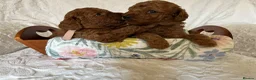 Toy Poodle dogs for sale: *****Stunning Fox Red Toy Poodle puppies***** - Advert 7