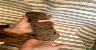 Miniature Dachshund dogs Beautiful Miniature dachshunds🐶🤎 - Advert 3