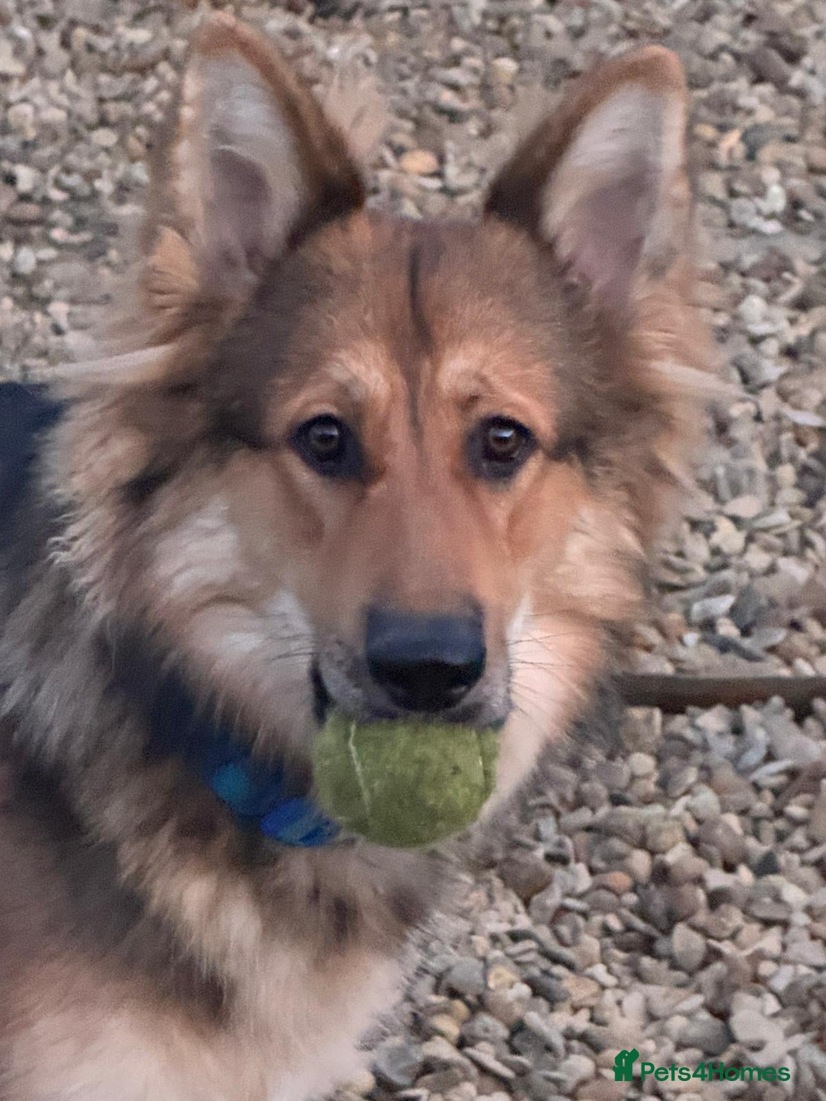 German Shepherd dogs Rehoming due to health issues  - Advert 1