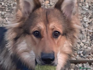 German Shepherd dogs Rehoming due to health issues - Advert 1