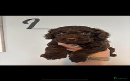 Cockapoo dogs for sale: 6 Cockapoo F1B *5 weeks old* - Image 3