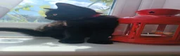 British Longhair cats for sale: Fluffy & Shorthair British x Siberian Kittens - Advert 22