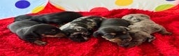 Miniature Dachshund dogs for sale: Mini dachshund puppies KC registered, DNA tested - Advert 14
