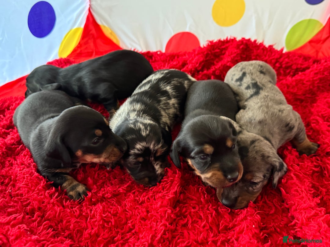 Miniature Dachshund dogs for sale: Mini dachshund puppies KC registered, DNA tested - Advert 14